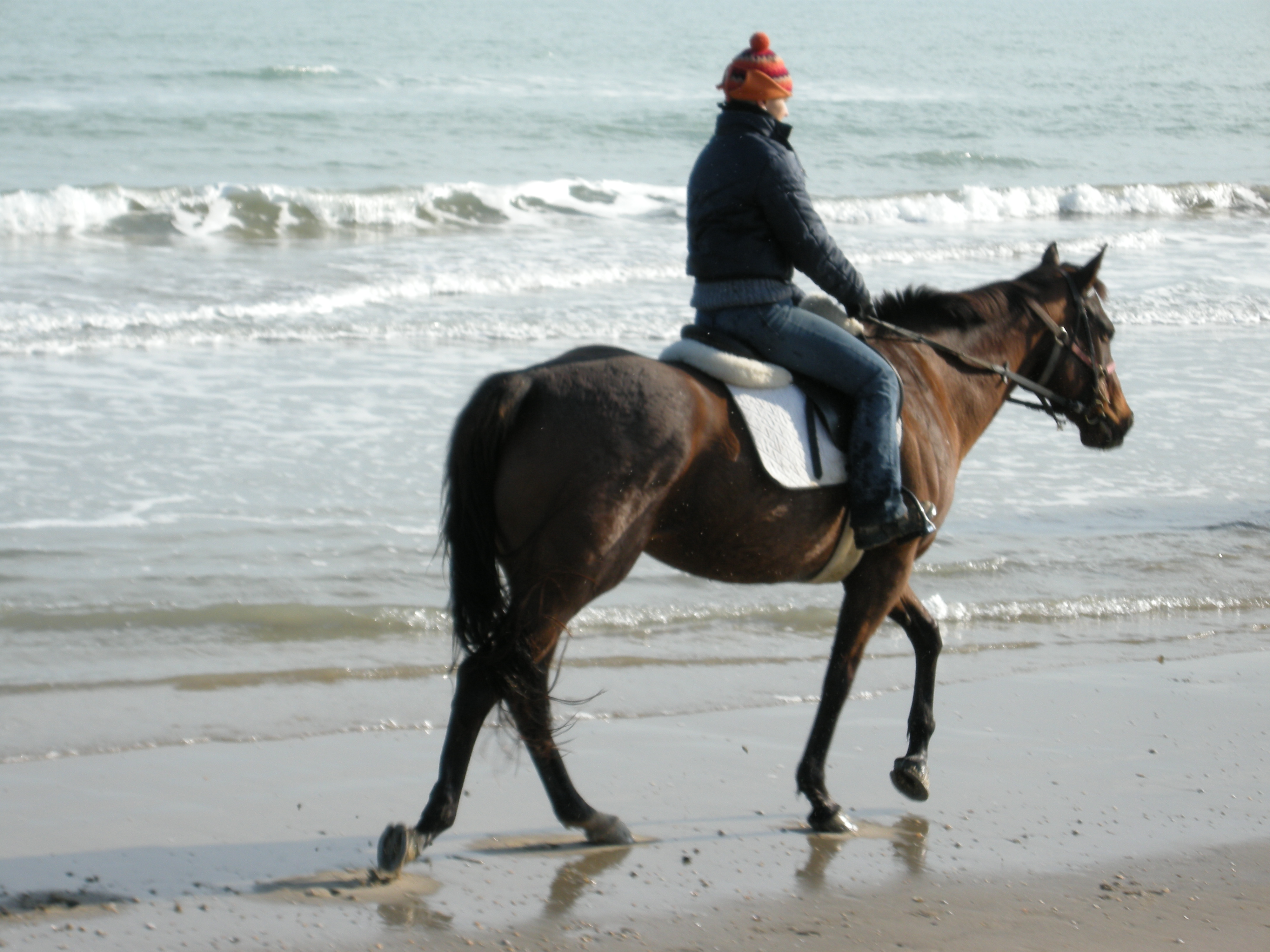 cavallo spiaggia